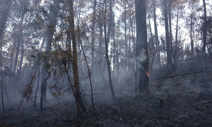 Cháy rừng ở Hà Tĩnh: Tạm giữ một người liên quan