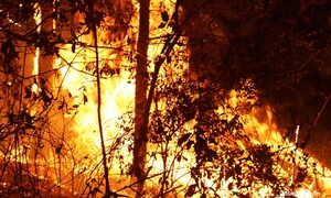 Rừng tiếp tục bùng cháy tại Nghệ An và Hà Tĩnh