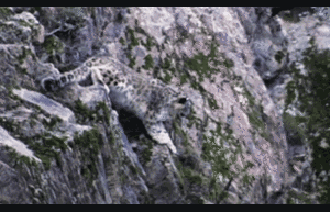 Video: Báo tuyết săn sơn dương trong cuộc rượt đuổi ngoạn mục trên núi đá