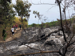 Rừng ở Quảng Ngãi cháy liên tục suốt 24 tiếng đồng hồ