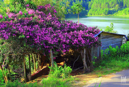 Bé sơ sinh gào khóc trong bụi hoa giấy ven đường ở Bình Dương