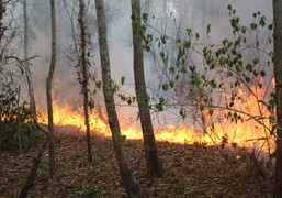 Rừng Quảng Nam và Quảng Ngãi liên tiếp chìm trong biển lửa