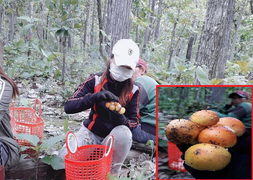Theo chân người Ê Đê vào rừng 'săn' nấm quý ở Đắk Lắk