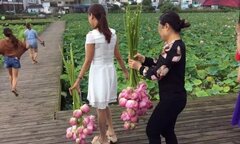 Hàng trăm 'hoa tặc' trèo tường hái trụi sen, công viên 250.000 m2 ở Trung Quốc phải đóng cửa