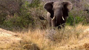 Voi rừng động lòng trắc ẩn, rượt đuổi báo hoa cứu linh dương