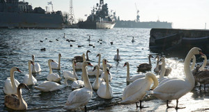 Chó mon men bơi vào hồ nước, thiên nga nổi điên xông tới đập chết