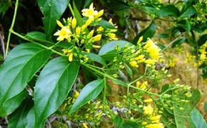 Gia đình can ngăn yêu đương, đôi nam nữ ăn lá ngón tự tử