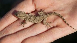 Nhai tắc kè sống, người đàn ông 34 tuổi bỏ mạng