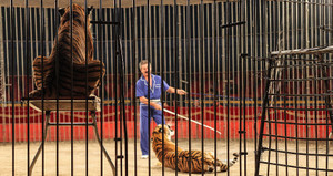 Đàn hổ nổi điên, lao vào cắn xé người huấn luyện đến chết