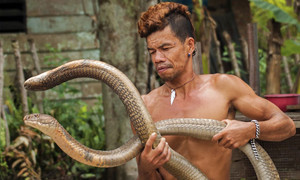 Người đàn ông miễn dịch với nọc độc của rắn hổ mang chúa