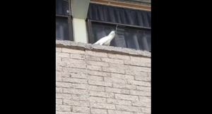 Video: Vẹt siêu thông minh, tự phá hủy hàng rào gai chống chim để kiếm chỗ đậu