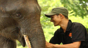 Ảnh: Khám phá một ngày làm việc của những 'bảo mẫu' voi rừng Tây Nguyên