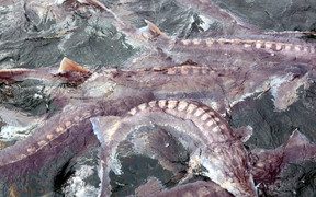 Trại cá tầm 'khổng lồ' nhiều con nặng gần 60 kg ở Sơn La