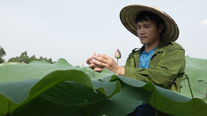 Bỏ phố về quê, chàng cử nhân trồng chè sen bán 10 triệu/kg ở Thái Nguyên