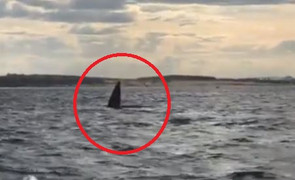 Clip: Người dân phấn khích khi thấy cá voi xuất hiện ở Quy Nhơn