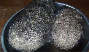 Mổ bụng lợn nái, phát hiện 'di vật' có giá hàng tỷ đồng