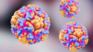 Tế bào ung thư có thể bị tiêu diệt nhờ virus cảm lạnh