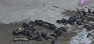 Sinh vật lạ giống đỉa khiến dân Đồng Tháp lo lắng