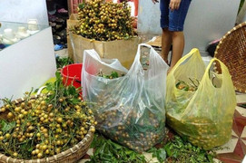 Hái quất hồng bì chính vụ ở Thanh Hóa kiếm 2 triệu đồng mỗi ngày