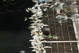 Sông Tô Lịch nước đen, xuất hiện cá chết dạt vào bờ khi dừng xả nước hồ Tây