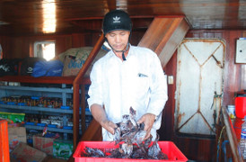 Giá bất ngờ tăng vọt, nghìn tấn mực khô của ngư dân Quảng Nam thoát cảnh tồn đọng