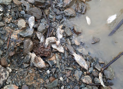 Cá chết xếp lớp, người nuôi cá lồng bè ở lòng hồ thủy điện hoang mang