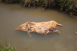 Người dân Quảng Nam lén lút vứt lợn chết xuống kênh