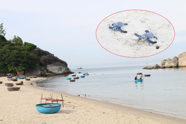 Trắng đêm xem loài rùa quý hiếm nhất đại dương chui ra khỏi trứng bò xuống biển