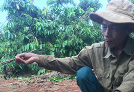 Theo chân người dân vào rẫy cà phê săn lùng loài vật nhỏ xíu nhưng cực độc