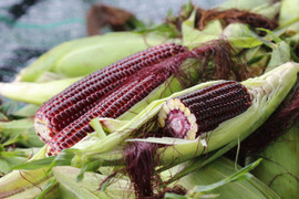 Ngô 'nữ hoàng đỏ' 25.000 đồng/bắp được cấp phép trồng ở Việt Nam
