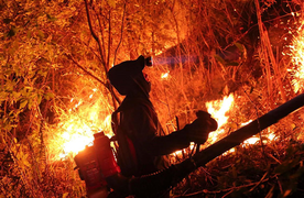 3 nông dân đốt ong làm cháy rụi 20 ha rừng ở Hà Tĩnh bị khởi tố