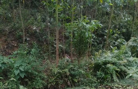 Đi đắp bờ ruộng, phát hiện thi thể đang thối rữa trong rừng keo