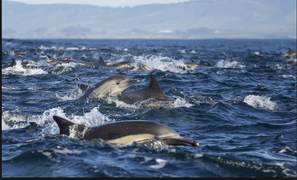 Video: Choáng ngợp cảnh hàng trăm con cá heo 'quẩy' theo du thuyền