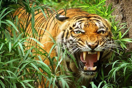 Chuyện ly kỳ về võ sĩ đấu vật Hải Phòng dùng giáo giết hổ dữ khổng lồ ăn thịt 72 người