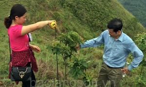 ‘Băng xanh cản lửa’ là gì mà có thể cản cháy rừng?