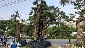 Loạt bonsai đắt đỏ của đại gia Việt