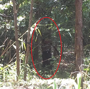 Thi thể người đàn ông không mặc áo trong rừng ở Đắk Lắk