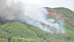 Cháy rừng thông hàng chục năm tuổi ở Nghệ An, hàng trăm người căng mình dập lửa