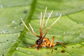 Loài nấm sát thủ ký sinh khiến kiến chết dần chết mòn trong đau đớn