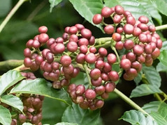 Phát hiện loại cây có thể hỗ trợ ngăn ngừa ung thư