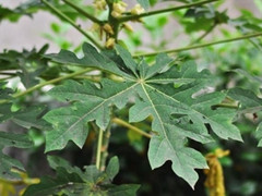 Lá đu đủ có thể phòng ngừa ung thư và chống sốt rét?