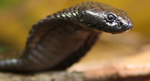 Trăn chui vào đền thờ ẩn nấp bị chó phát hiện