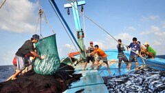 Quy định đánh bắt thuỷ sản theo chiều dài tàu cá: Ngư dân kêu khổ