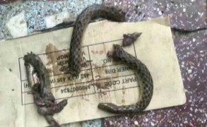 Bị rắn cắn, người đàn ông quay ra cắn chết rắn để trả thù