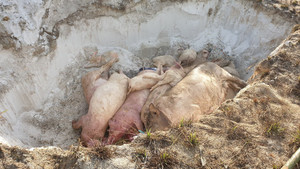 Xót xa vì lợn bệnh, người dân mất thêm tiền tiêu hủy: Chính quyền chỉ đạo cấm thu tiền