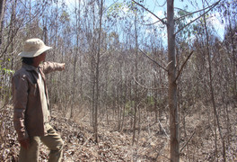 10.000 hecta rừng ở Quảng Ngãi bị chết khô