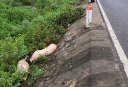 Xác lợn nghi nhiễm dịch tả lợn châu Phi bị vứt ven Quốc lộ 1A