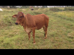 Phiên tòa kỳ lạ nhất Hà Tĩnh, phân xử con bò 'chị đẹp' bằng giám định ADN