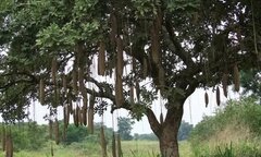 Loại quả nặng 10 kg dùng làm thuốc nhưng cũng có thể gây họa vì điều này
