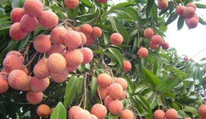 Giá vải cao nhất lịch sử, nông dân Lục Ngạn trở thành triệu phú